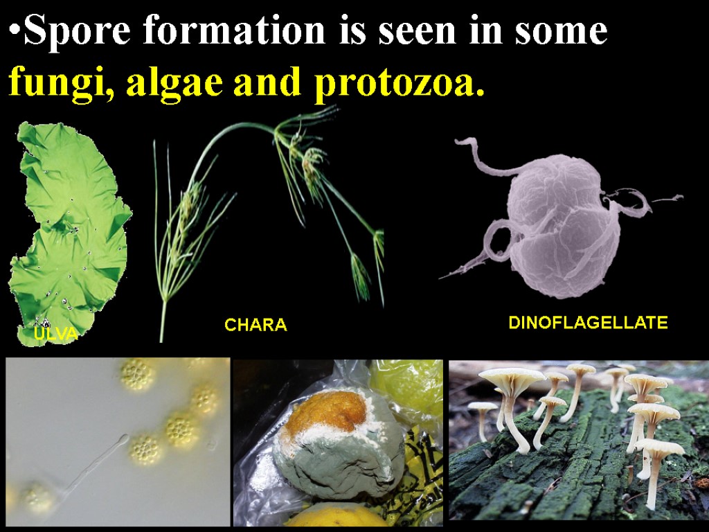 Spore formation is seen in some fungi, algae and protozoa. ULVA CHARA DINOFLAGELLATE